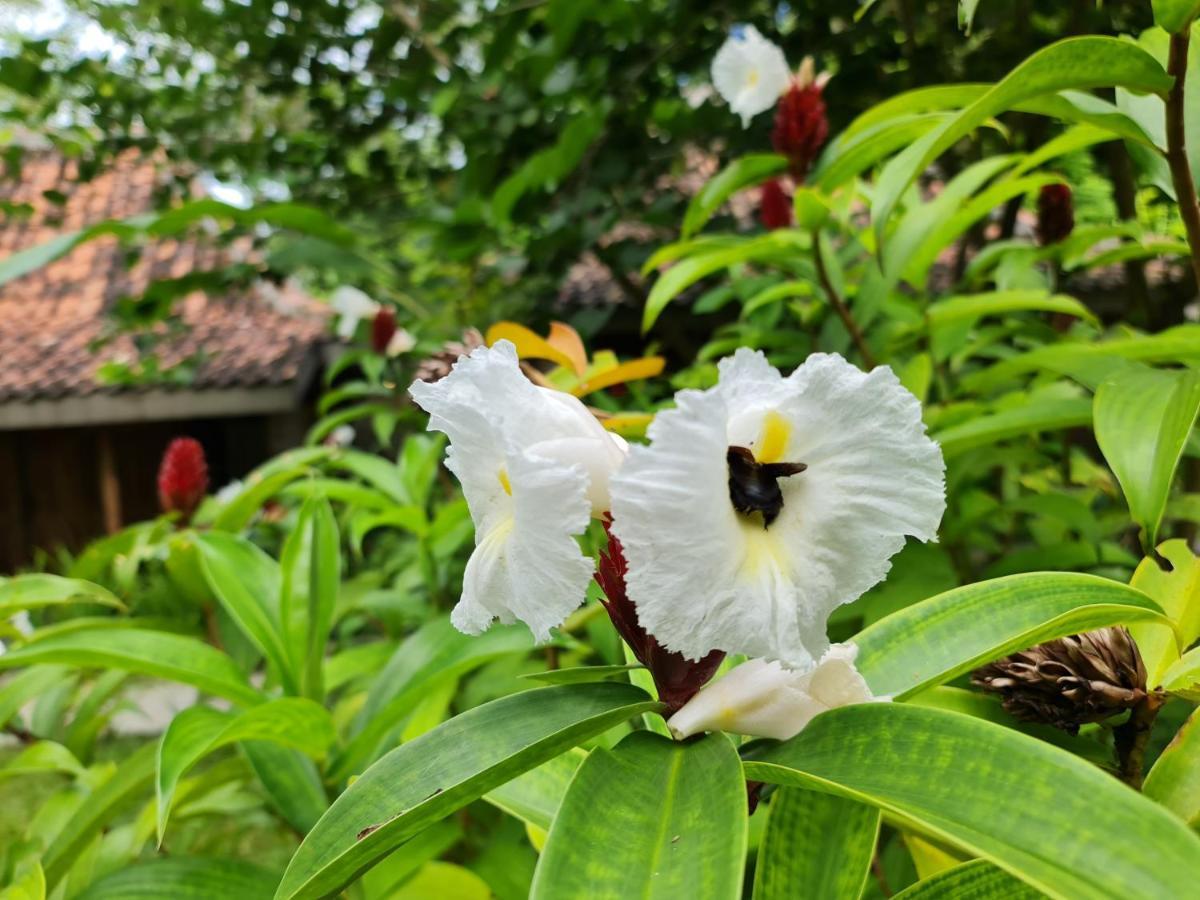 Villa Kayu Yogyakarta Dış mekan fotoğraf